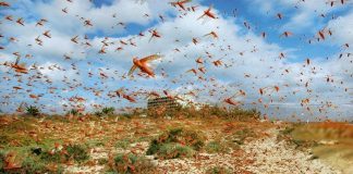 Japan to provide insecticide to Pakistan to battle locust swarms invasion