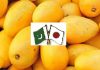 Export of Pakistani Mangoes to Japan Has Started Owing to Temporary Measure by Japanese Government