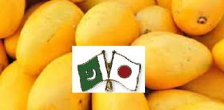 Export of Pakistani Mangoes to Japan Has Started Owing to Temporary Measure by Japanese Government