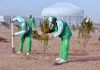 25 million saplings will be planted throughout Turkmenistan