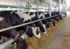 Dairy Development Cooperation – 2078 Cattle Reached Pakistan from USA