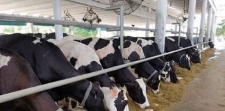 Dairy Development Cooperation – 2078 Cattle Reached Pakistan from USA