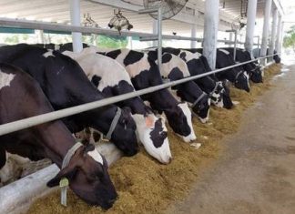 Dairy Development Cooperation – 2078 Cattle Reached Pakistan from USA