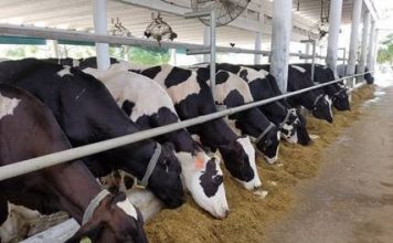 Dairy Development Cooperation – 2078 Cattle Reached Pakistan from USA