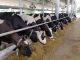 Dairy Development Cooperation – 2078 Cattle Reached Pakistan from USA