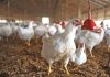 CCP Conducts Search & Inspection of Pakistan Poultry Association and a Poultry Undertaking for Prima Facie Cartelisation in Poultry Sector