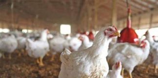 CCP Conducts Search & Inspection of Pakistan Poultry Association and a Poultry Undertaking for Prima Facie Cartelisation in Poultry Sector