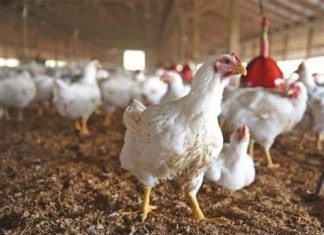 CCP Conducts Search & Inspection of Pakistan Poultry Association and a Poultry Undertaking for Prima Facie Cartelisation in Poultry Sector