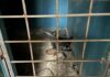 Ukraine Blames Civilians of Kherson Subjected to Inhuman Torture -Thrown into Garbage Trucks in Bags
