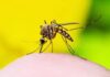Dengue: A Bitter Pill to Swallow – by – Mahrukh Rajput