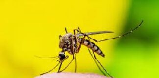 Dengue: A Bitter Pill to Swallow – by – Mahrukh Rajput