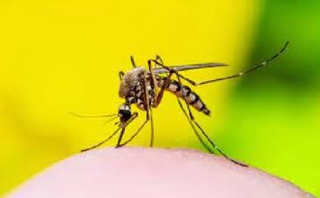 Dengue: A Bitter Pill to Swallow – by – Mahrukh Rajput