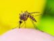 Dengue: A Bitter Pill to Swallow – by – Mahrukh Rajput