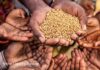 Russia’s Goal Is to Provoke World Hunger in the Next 2-3 Years