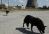 The Dogs of Chernobyl Are Experiencing Rapid Evolution, Study Suggests