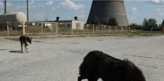 The Dogs of Chernobyl Are Experiencing Rapid Evolution, Study Suggests