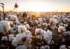 COTTON ARRIVALS IN PAKISTAN CROSS 5 MILLION BALES, MARKING A 71% YEAR-ON-YEAR GROWTH