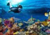 TOURISM INDONESIA – Sadranan Snorkelling in Yogyakarta with Colorful Fish and Worth Visiting Sites Around