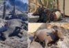 Cattle Market Burnt by Mortor Shelling in Mir Ali North Waziristan