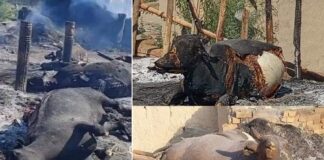 Cattle Market Burnt by Mortor Shelling in Mir Ali North Waziristan