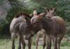 The Donkeys are in Demand in China – 6 Million Available in Pakistan – Opinion by Majyd Aziz