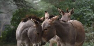 The Donkeys are in Demand in China – 6 Million Available in Pakistan – Opinion by Majyd Aziz