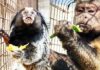 Pakistan Customs Foil Illegal Transport of Rare Monkeys – ACF Animal Rescue Provides Safe Haven for Exotic Species