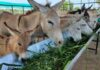 DONKEY FARM HOUSES IN PAKISTAN – Food Minister Called on by Chinese Company VP for Finalization of the Project