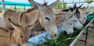 DONKEY FARM HOUSES IN PAKISTAN – Food Minister Called on by Chinese Company VP for Finalization of the Project