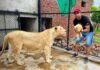 شیروں کی افزائش نسل کے لیے ذاتی فارم ہاؤس