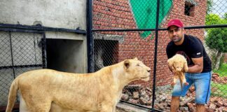شیروں کی افزائش نسل کے لیے ذاتی فارم ہاؤس