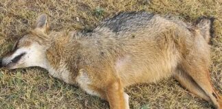 WHO WILL STOP KILLING OF WILD LIVE IN BAHRIA TOWN KARACHI ?