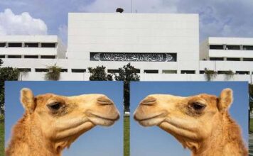 Senators of Pakistan ! Discuss CAMEL instead of a project CAMELL ! Laughed rather Ashamed when told it is not Animal