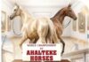 The First World Championship for Akhal Teke Horses in Netherlands