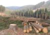 “The insensitivity of the Forest Department.”