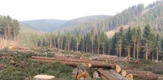 “The insensitivity of the Forest Department.”