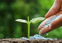 Govt ensures adequate fertilizer availability and price stability for Rabi Season: Rana Tanveer