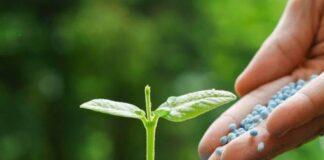 Govt ensures adequate fertilizer availability and price stability for Rabi Season: Rana Tanveer