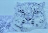 “The Mountains We Share: People, Snow Leopards and Stories of Coexistence” | Exhibition @ Serena to mark World Snow Leopard Day