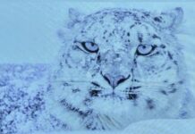 “The Mountains We Share: People, Snow Leopards and Stories of Coexistence” | Exhibition @ Serena to mark World Snow Leopard Day