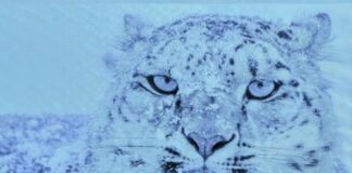 “The Mountains We Share: People, Snow Leopards and Stories of Coexistence” | Exhibition @ Serena to mark World Snow Leopard Day